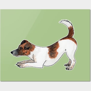 Jack Russell terrier Posters and Art